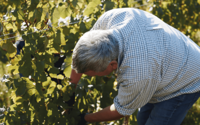 Première vendange dans les Hauts-de-France