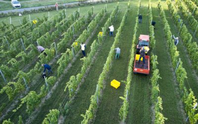 Inauguration du chai viticole et lancement de la nouvelle marque de vin vinifié par la société Chai des Hauts-de-France